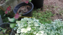 Ceriagrion coromandelianum