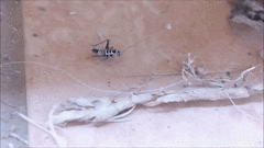 Saltoblattella