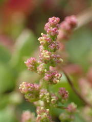 Oxybasis rubra