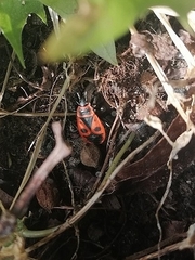 Pyrrhocoris apterus