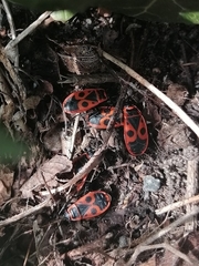 Pyrrhocoris apterus