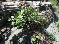 Hylotelephium populifolium