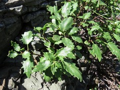 Hylotelephium populifolium