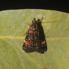 Heliothela ophideresana