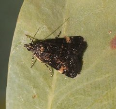 Heliothela ophideresana