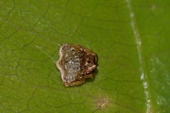 Arkys speechleyi