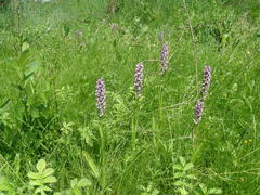 Dactylorhiza incarnata incarnata