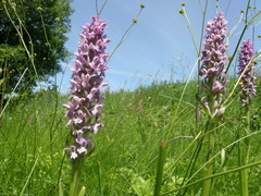 Dactylorhiza incarnata incarnata