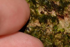 Stephanopis carcinoides