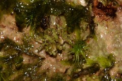 Stephanopis carcinoides