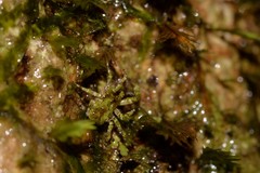 Stephanopis carcinoides