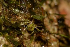 Stephanopis carcinoides