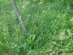 Dactylorhiza incarnata incarnata