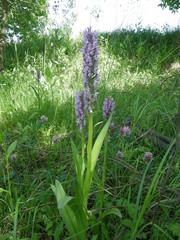 Dactylorhiza incarnata incarnata