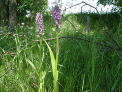 Dactylorhiza incarnata incarnata