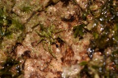 Stephanopis carcinoides