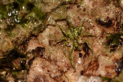 Stephanopis carcinoides