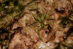 Stephanopis carcinoides