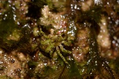 Stephanopis carcinoides