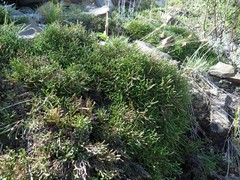 Selaginella sanguinolenta