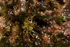 Stephanopis carcinoides