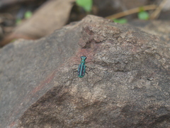 Jansenia azureocincta