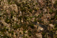 Stephanopis carcinoides