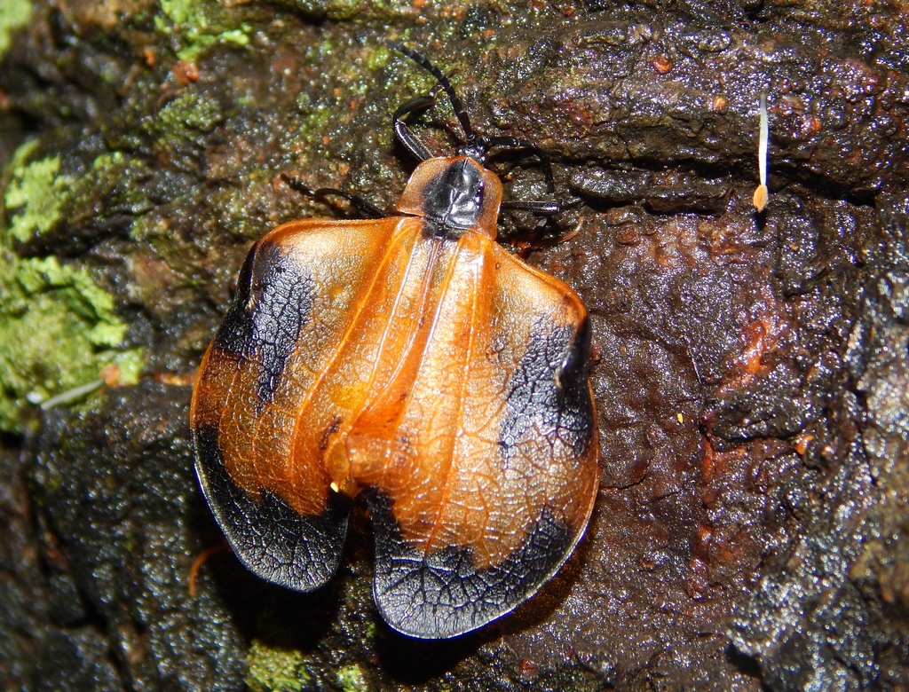Lycus alatus
