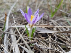 Crocus biflorus adamii