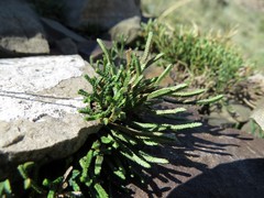 Selaginella sanguinolenta