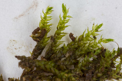 Hygrohypnum