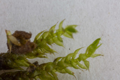 Hygrohypnum
