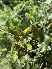 Grewia retinervis