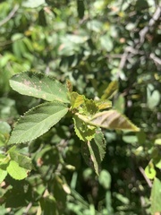 Grewia retinervis