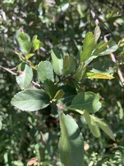 Grewia retinervis
