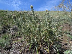 Ancathia igniaria