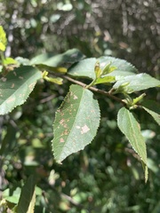 Grewia retinervis
