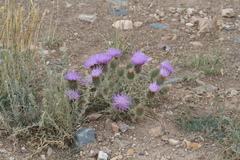 Ancathia igniaria