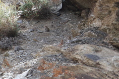 Bucanetes mongolicus