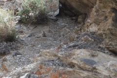 Bucanetes mongolicus