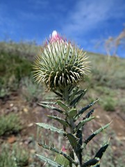 Ancathia igniaria