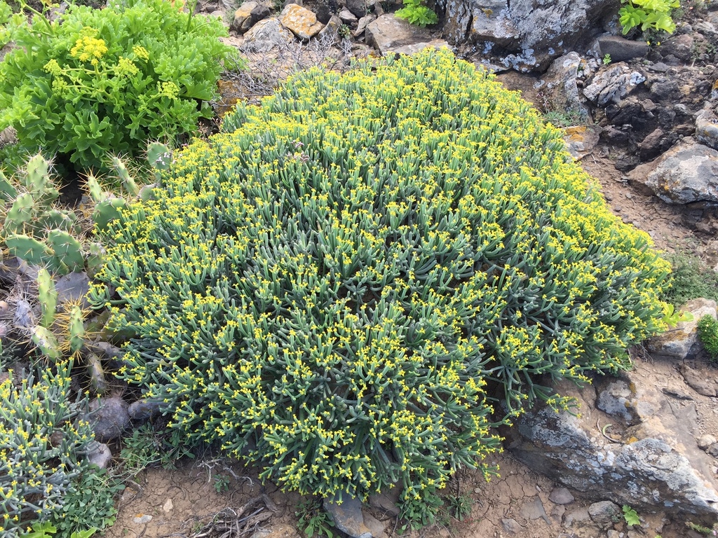 Euphorbia aphylla