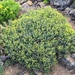 Euphorbia aphylla - Photo (c) guinaldo, algunos derechos reservados (CC BY-NC)