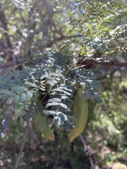 Vachellia robusta robusta