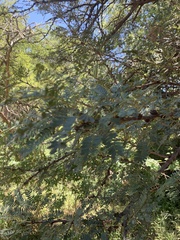 Vachellia robusta robusta