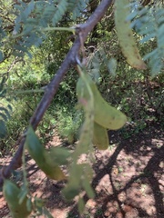 Vachellia robusta robusta