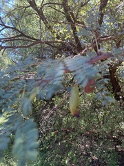 Vachellia robusta robusta