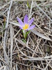 Crocus biflorus adamii