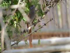 Terpsiphone viridis plumbeiceps