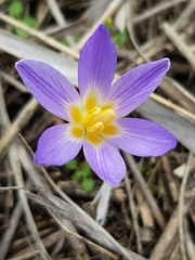 Crocus biflorus adamii